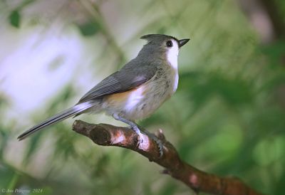 Tufted Titmouse
