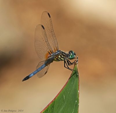 Blue Dasher