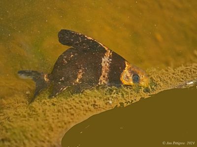 Chinese High-fin Banded Shark