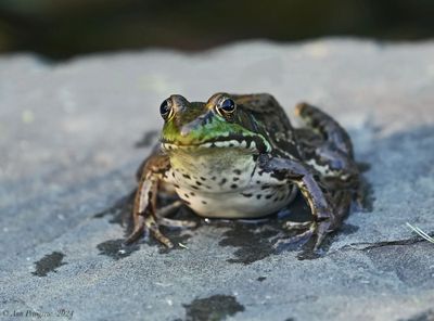Green Frog