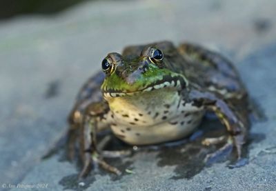 Green Frog