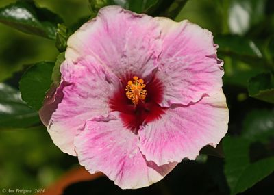 Hibiscus