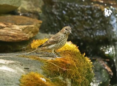 House Finch