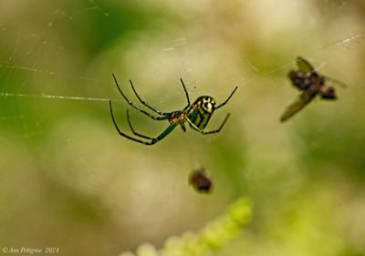 Orchard Spider