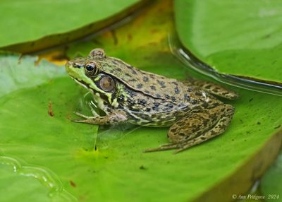 Green Frog