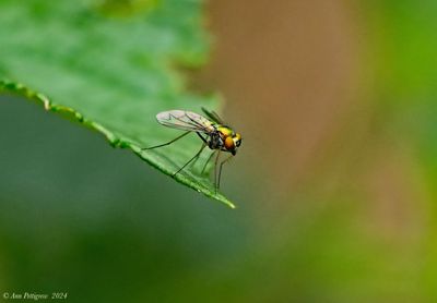 Long-legged Fly