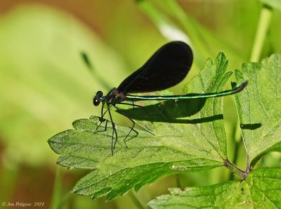 Ebony Jewelwing  - male