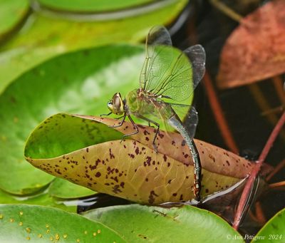 Common Green Darner - female