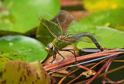 Common Green Darner - female