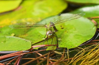 Common Green Darner - female