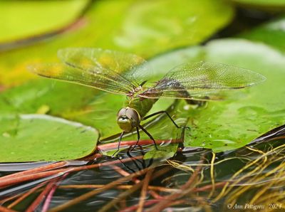 Common Green Darner - female