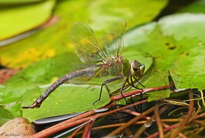 Common Green Darner - female