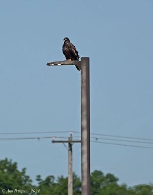 Bald Eagle - juvenile