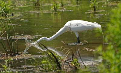 Great Egret