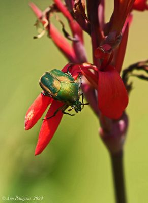 Green June Beetle