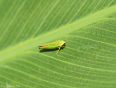 Cicadas, Mantids, Aphids, Hoppers, Spittlebugs & Walkingsticks