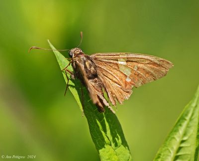 Silver-spotted Skipper
