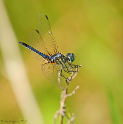 Blue Dasher