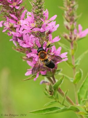 Giant Resin Bee