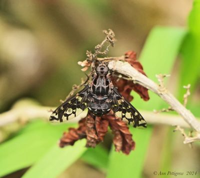 Tiger Bee Fly