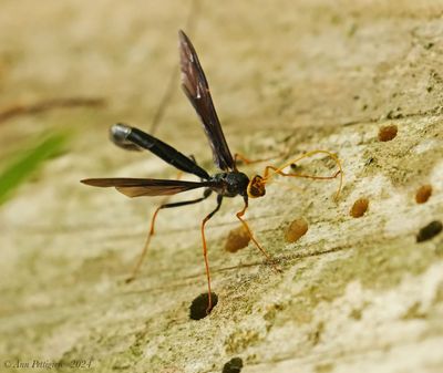 Black Giant Ichneumonid Wasp