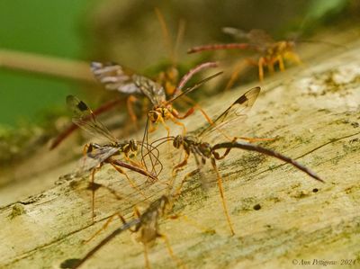 Black Giant Ichneumonid Wasp