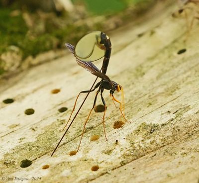 Black Giant Ichneumonid Wasp
