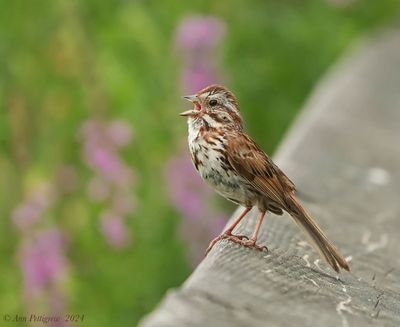 Song Sparrow