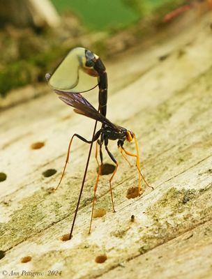Black Giant Ichneumonid Wasp