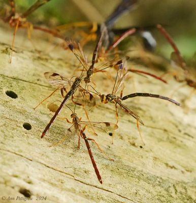 Black Giant Ichneumonid Wasp