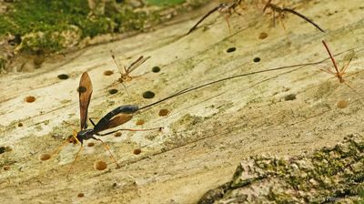 Black Giant Ichneumonid Wasp
