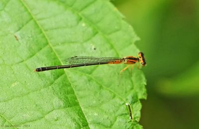 Eastern Forktail - female