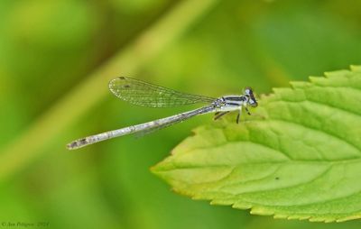 Eastern Forktail - male