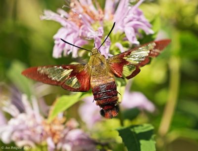 Hummingbird Clearwing