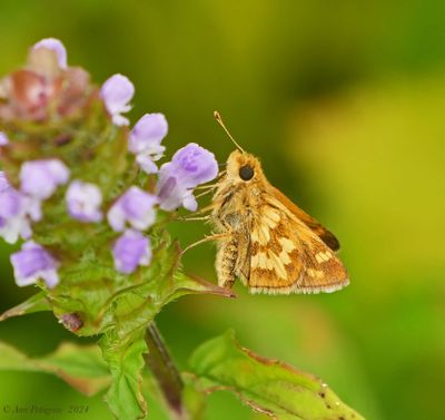 Peck’s Skipper