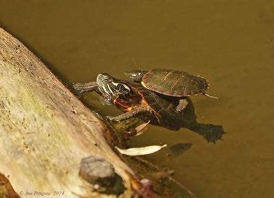 Eastern Painted Turtle
