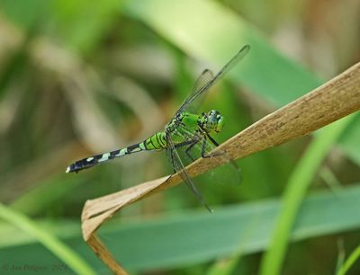 Eastern Pondhawk - female