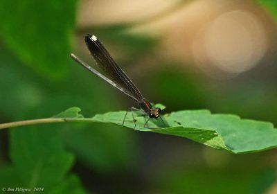 Ebony Jewelwing - female