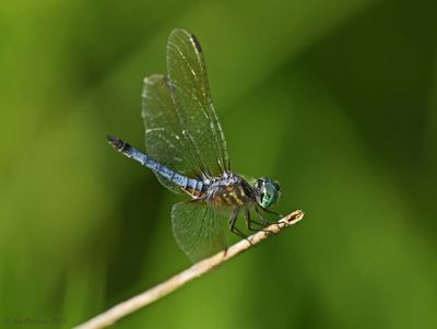 Blue Dasher