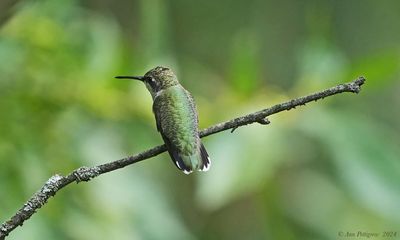 Ruby-throated Hummingbird