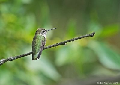 Ruby-throated Hummingbird