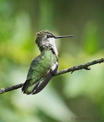 Ruby-throated Hummingbird