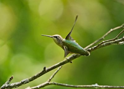 Ruby-throated Hummingbird