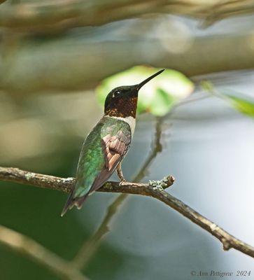 Ruby-throated Hummingbird