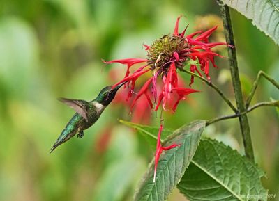 Ruby-throated Hummingbird