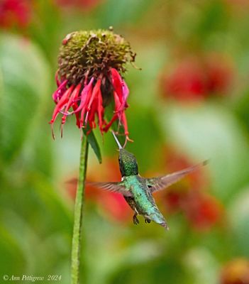 Ruby-throated Hummingbird