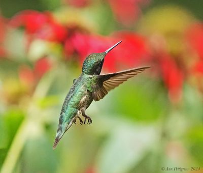 Ruby-throated Hummingbird
