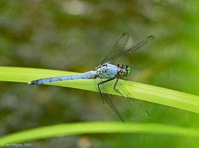 Eastern Pondhawk - male