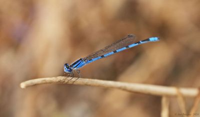 Familiar Bluet - male