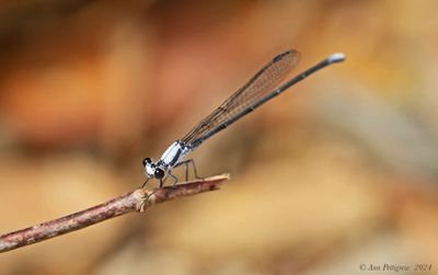 Powdered Dancer - male